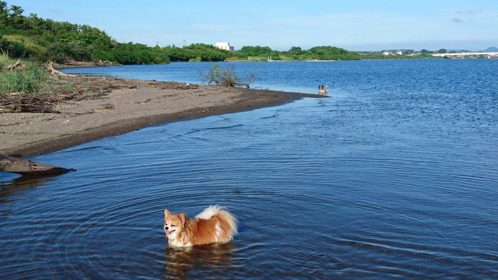 愛犬写真3