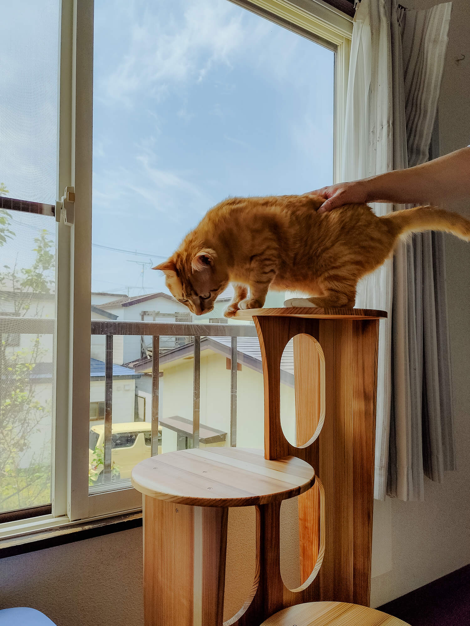 猫が遊ぶ風景