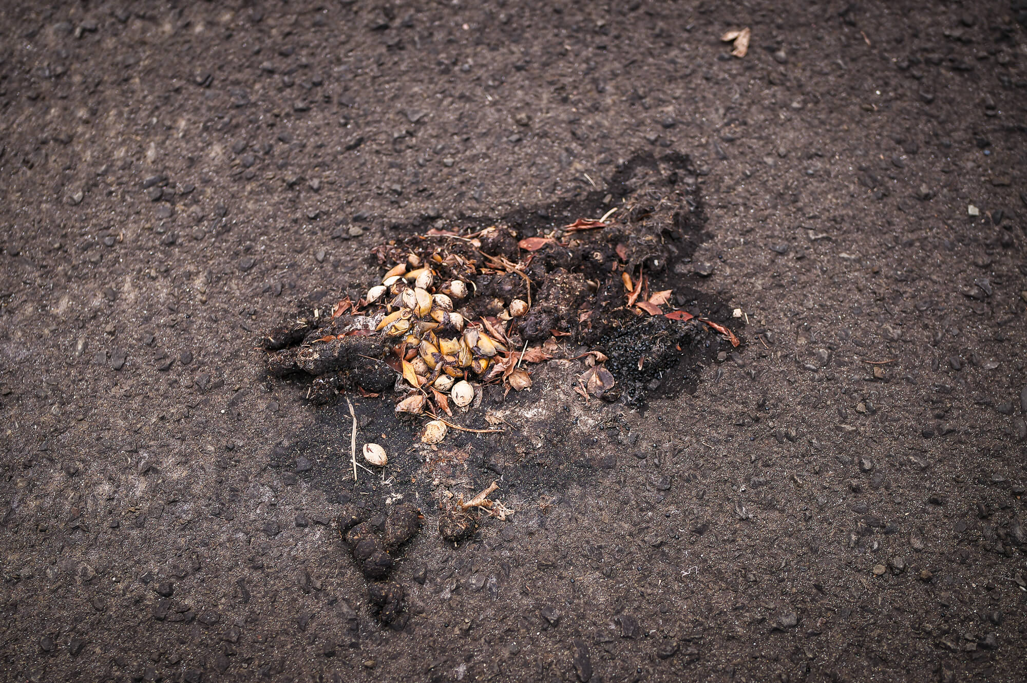 当社の駐車場で見つかったタヌキかクマと思われる「溜め糞」