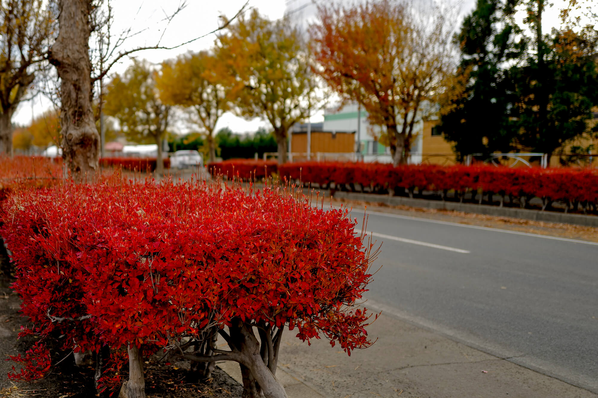 熊に襲われた人間の返り血を浴びたように、赤く鮮やに色づいた道路の植え込み