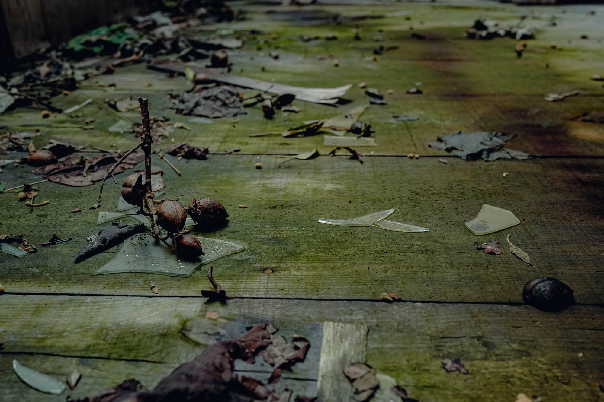 どんぐりと落ち葉