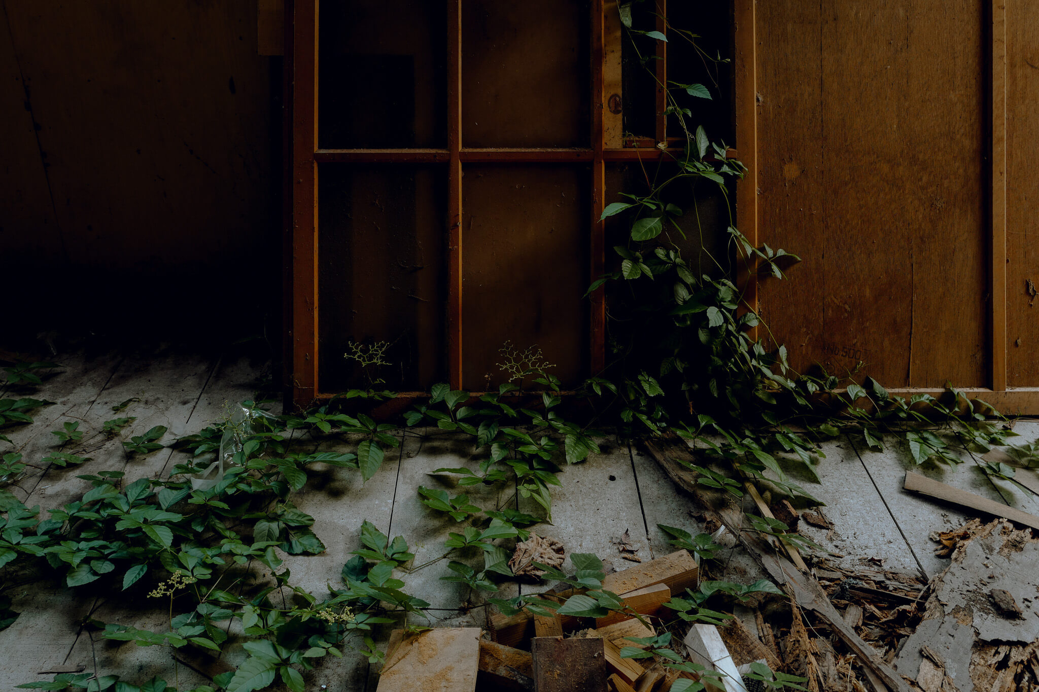 わずかな隙間から登ってきた蔦